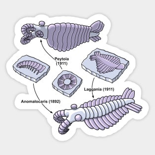 Anomalocaris Fossils Sticker